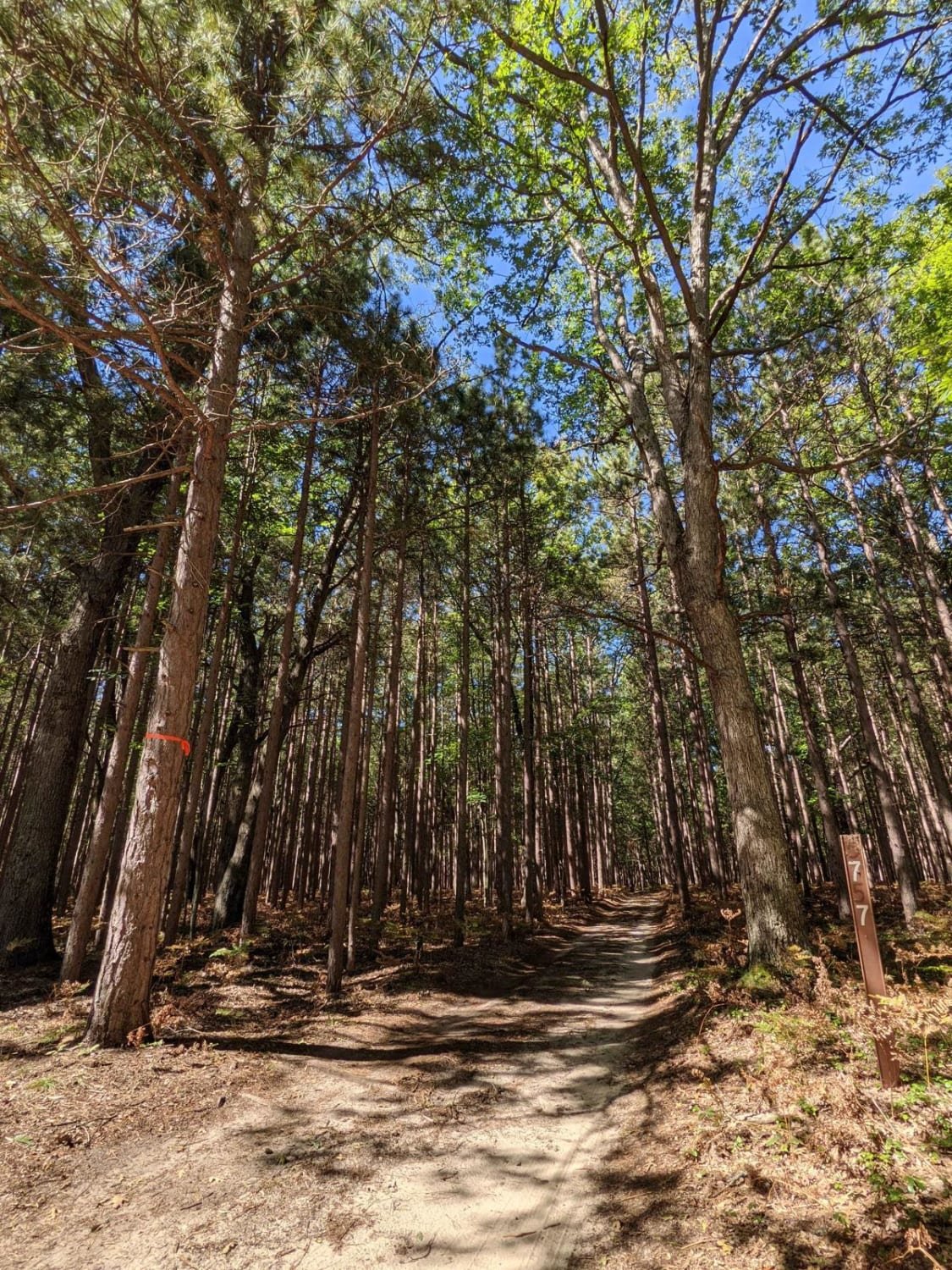 Kembali ke Ludington: Menggali Kenangan di Surga Tersembunyi Michigan
